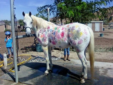 Paint Horse